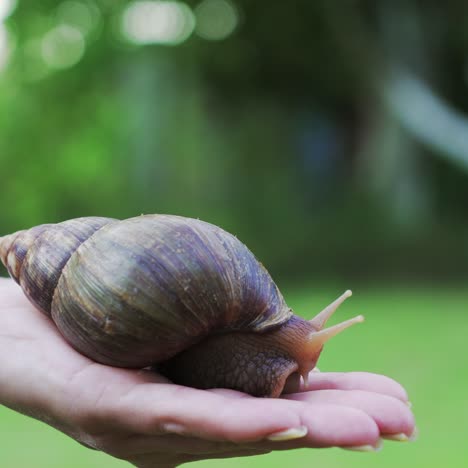 Snail on the palm of a woman. Giant African snail, Achatina fulica.