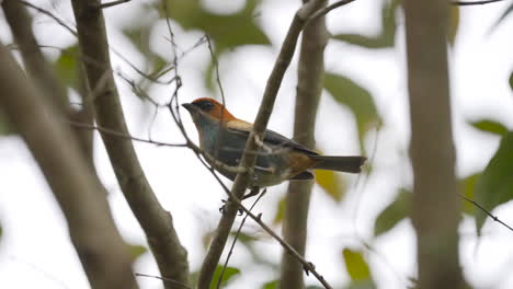 Exquisiter-Tanager-Mit-Schwarzem-Rücken,-Der-Auf-Einem-Ast-Thront