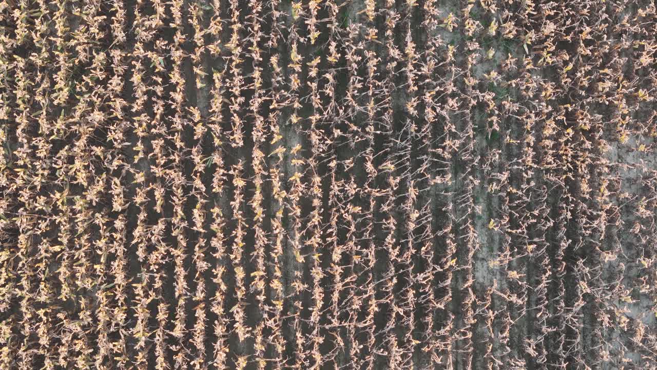 Cornfield in Northern Italy’s Po Valley, showing dry, mature plants in parallel rows. Soil and sparse vegetation between rows suggest late-season or post-harvest conditions