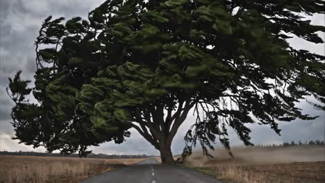 windswept tree on a country road