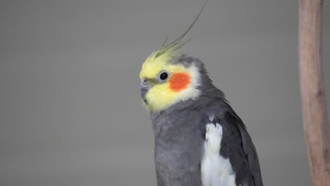 Side-View-Of-Cockatiel-Bird-Looking-In-The-Distance