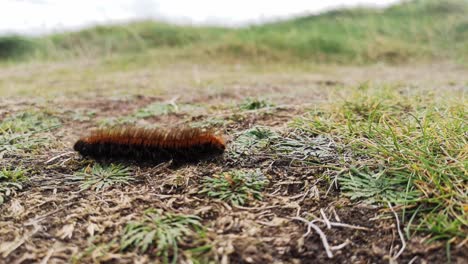 big brown hairy caterpillar walking across windy autumn