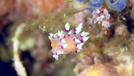 Eine-Bunte-Meeresschnecke-Unter-Wasser