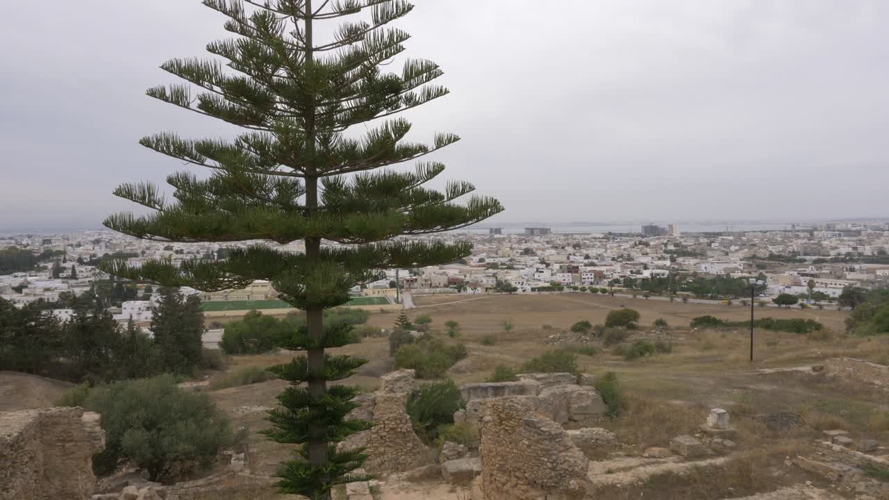 vista del paisaje con el árbol araucaria y la antigua ciudad de cartago en túnez, panorámica