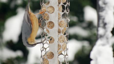 close up footage of a nuthatch jumping onto a bird feeder to aggressively peck at the fat balls