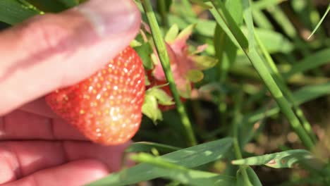 close up of male hands picking fresh red strawberry from agricultural organic farm plantation