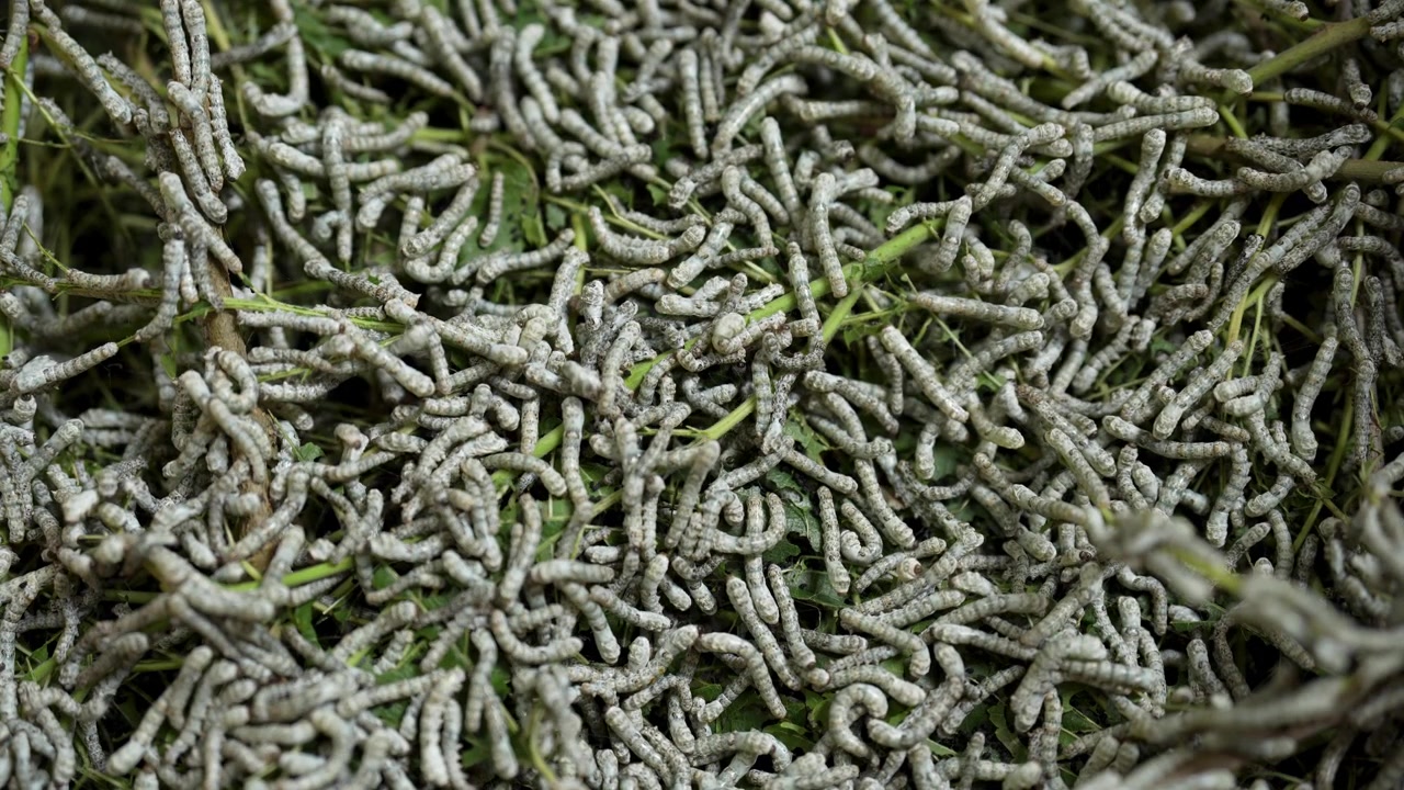 Bicho-da-seda rastejando e produzindo material caro para tapete persa para pessoas ricas, fundo de agricultura, indústria de fibras têxteis, larva macro, criação natural de bicho-da-seda, fio, tradicional, branco, Irã, habilidade, contorção.