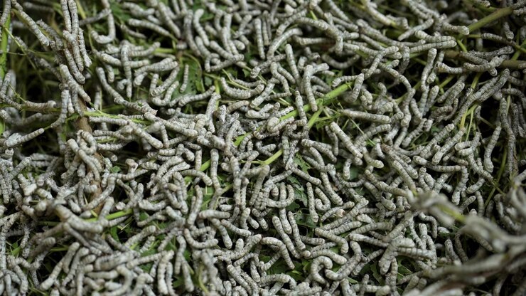 Silk Worm Crawl and make Expensive Persian Carpet material for Rich People Agriculture Background Fabric Fiber Industry Larva Macro Natural Silkworm Rearing Thread Traditional White Iran Skill Wriggle