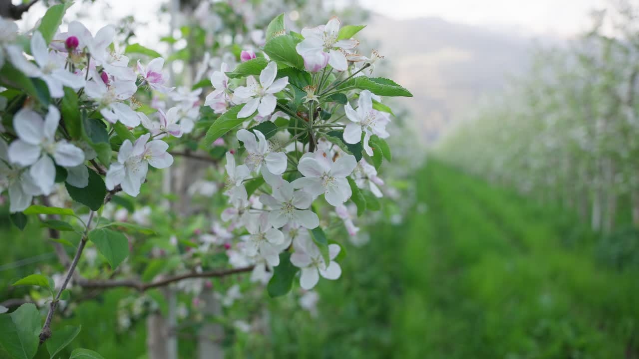 Apple trees on an apple plantation in the Italian Alps