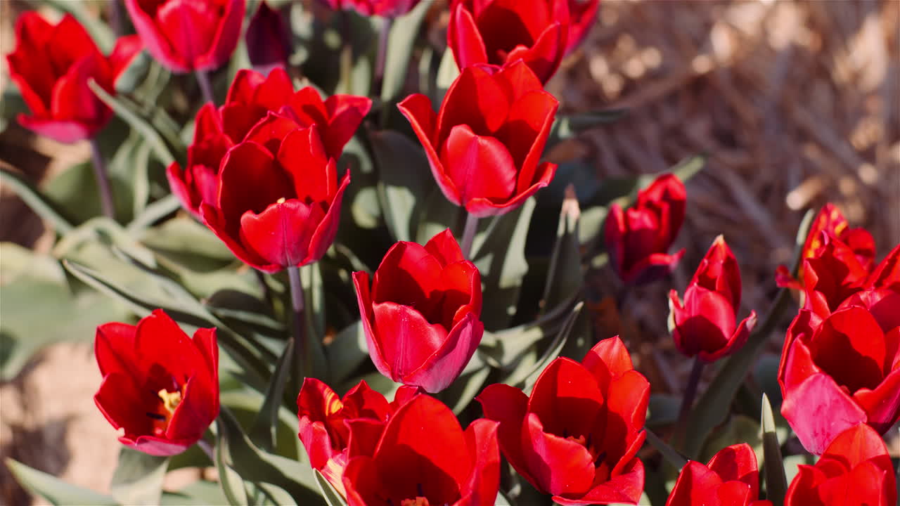 Neatly Planted Tulip Fields in Bloom