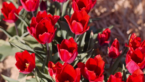 neatly planted tulip fields in bloom