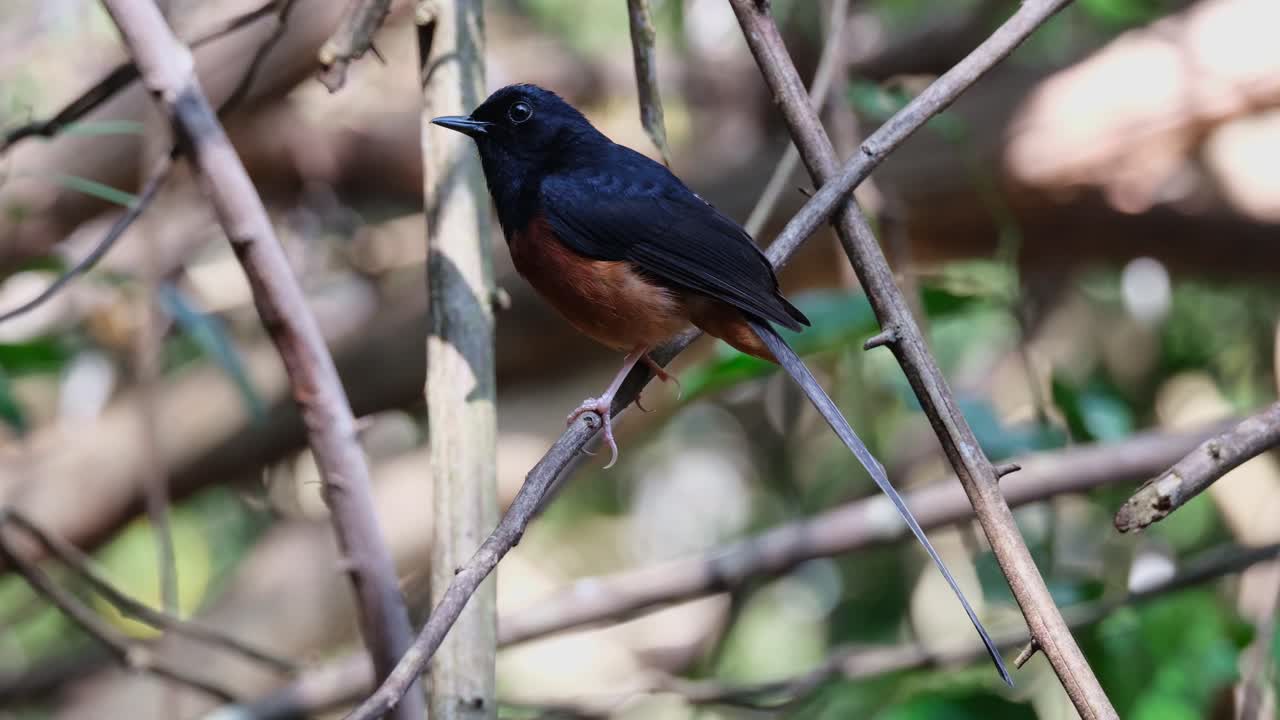 sentado en una pequeña ramita mirando hacia la izquierda luego vuela lejos, shama copsychus malabaricus, macho, tailandia