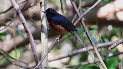 perched on a small twig facing to the left then flies away, white-rumped shama copsychus malabaricus, male, thailand