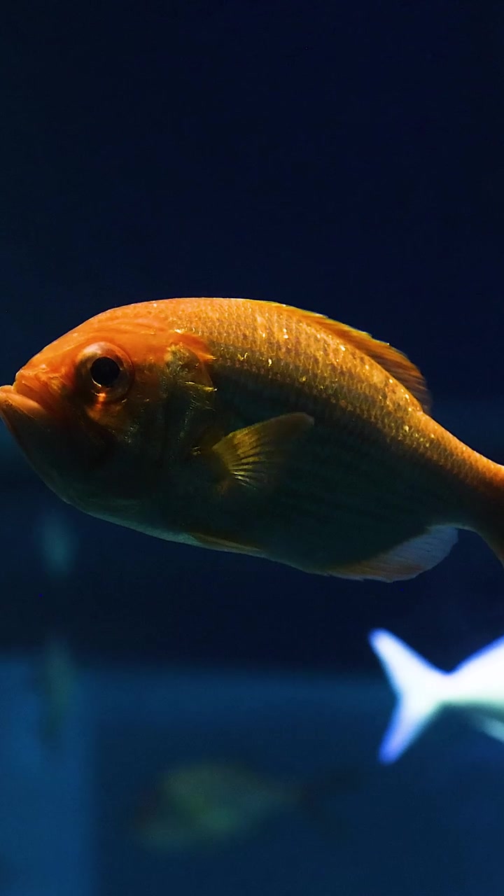 Pesce arancione che scivola in un acquario tranquillo
