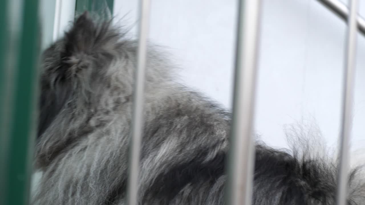 개는 입장할 때까지 온실 앞에서 기다리고 있습니다.