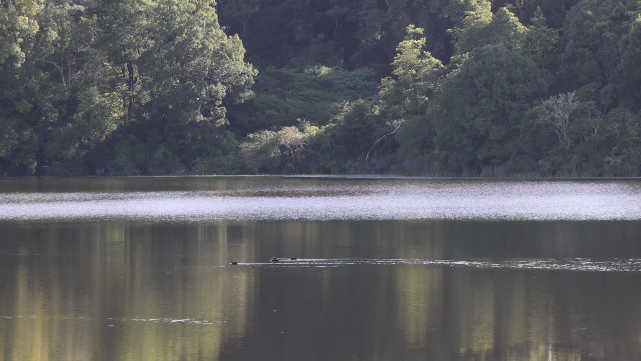 산림 풍경을 반영하는 평온한 호수 표면