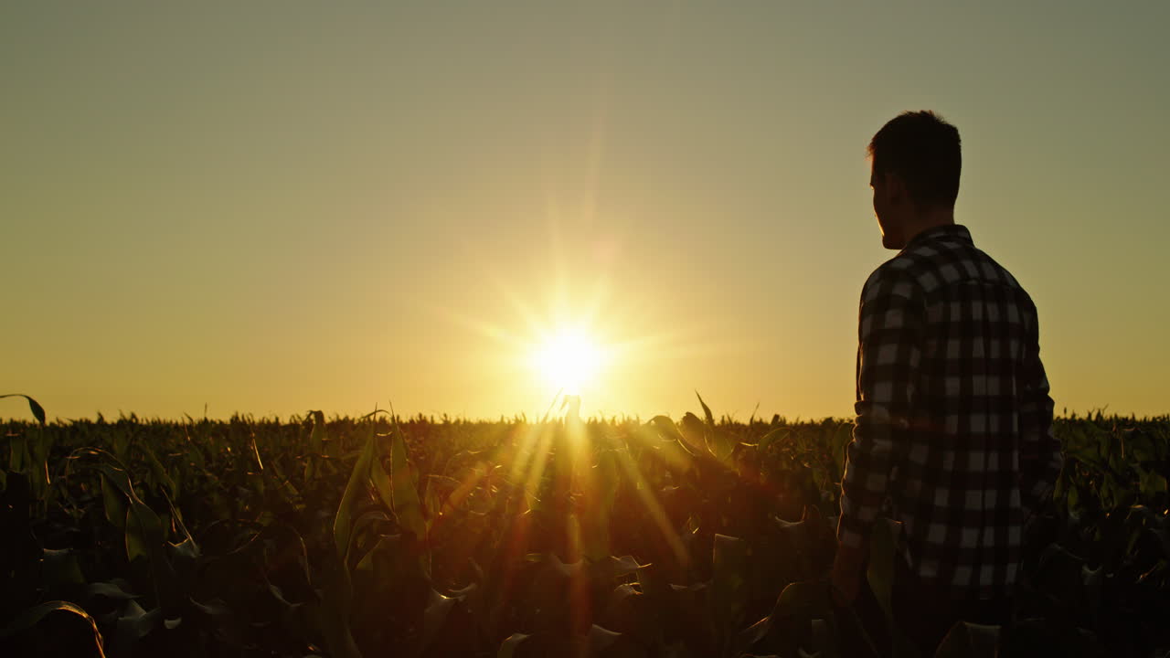 granjero en un campo de maíz al atardecer