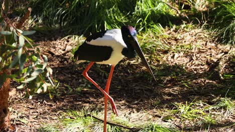 stork walking in a zoo enclosure