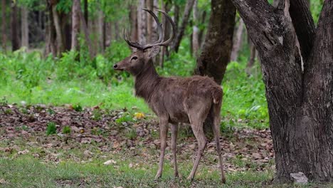 el ciervo del campo es una especie en peligro de extinción debido a la pérdida de hábitat y la caza