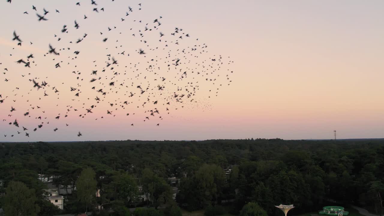 주황색 하늘을 배경으로 함께 날아가는 큰 찌르레기 무리