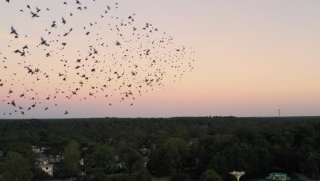 Gran-Bandada-De-Estorninos-Volando-Juntos-Contra-Cielos-Anaranjados