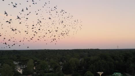 gran bandada de estorninos volando juntos contra cielos anaranjados