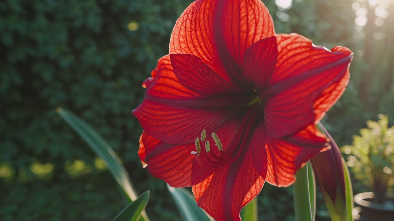 Angolo di ripresa ravvicinato di un vivace fiore rosso con la luce del sole che filtra tra i petali, impostato