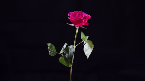 Rotating-Pink-Rose-Flower-with-Wet-Petals-and-Leaves