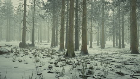 frozen winter forest in the fog
