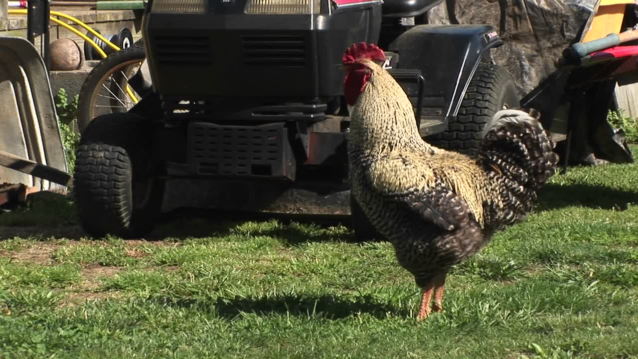 늘 경계하는 수탉이 암탉을 지켜보면서 뽐내며 경고를 울린다