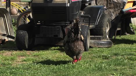 an everwary rooster struts and crows his warnings as he watches over a hen