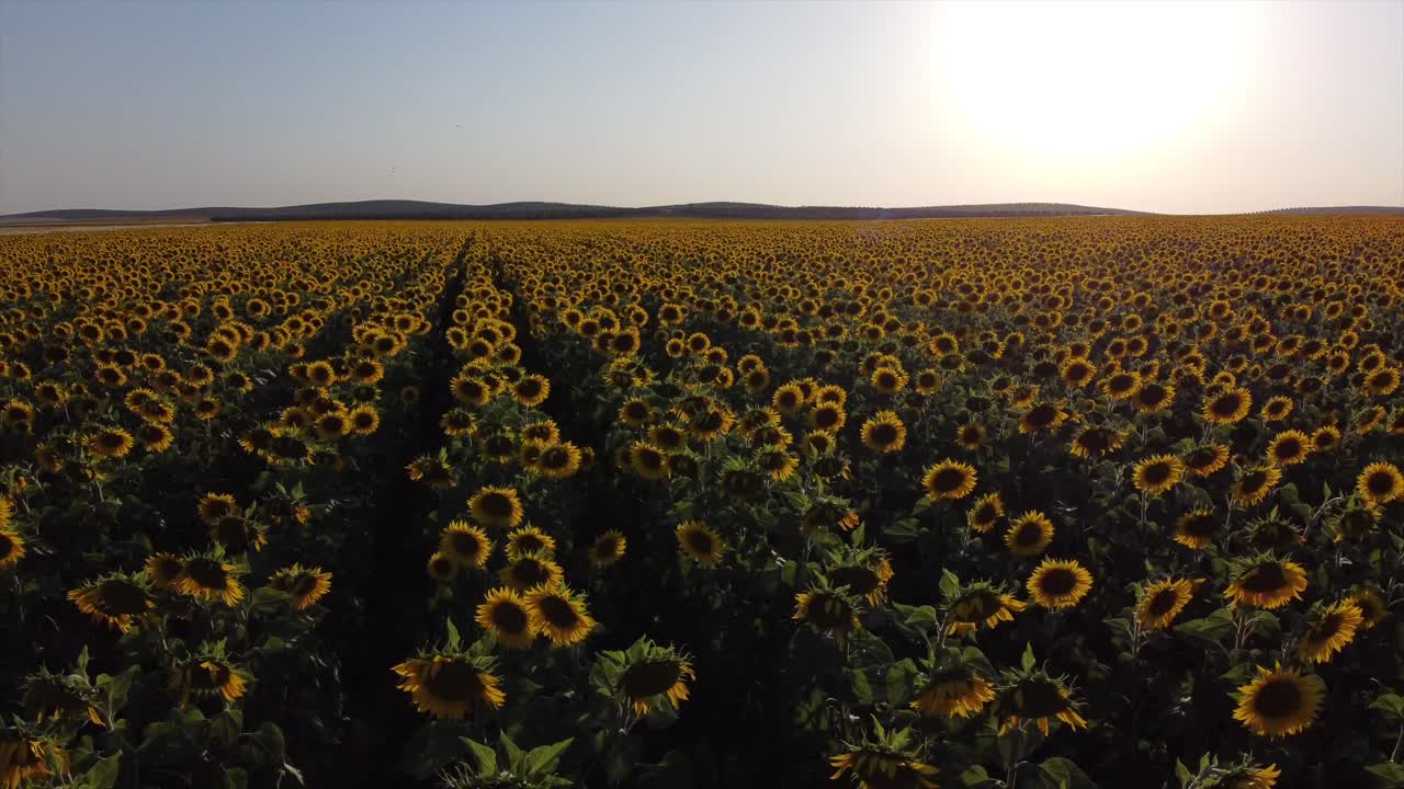 vista aérea de un campo de girasoles