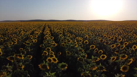 aerial view of a sunflower field