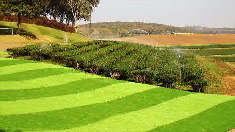 Water-Sprinklers-in-a-vast-tea-plantation-in-Chiang-Rai,-Thailand