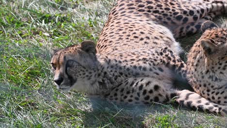 Gepard-Legt-Augenbewegungen-Nach