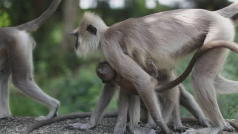 group of langur monkeys sits together while others most past in a wild jungle scene