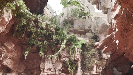 inside a limestone cave with plants and sun shine