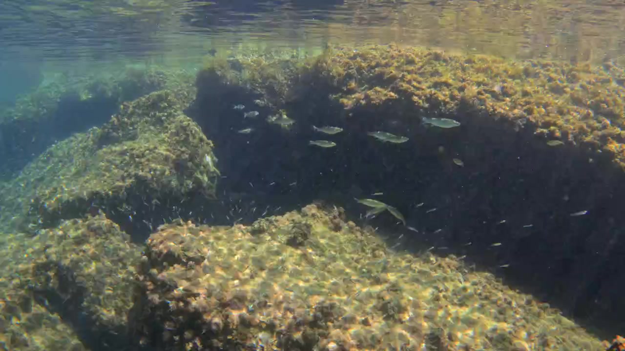 Undervattensvy av små fiskar som rör sig över naturliga klippformationer täckta av alger, med solljus som tränger igenom det klara vattnet.