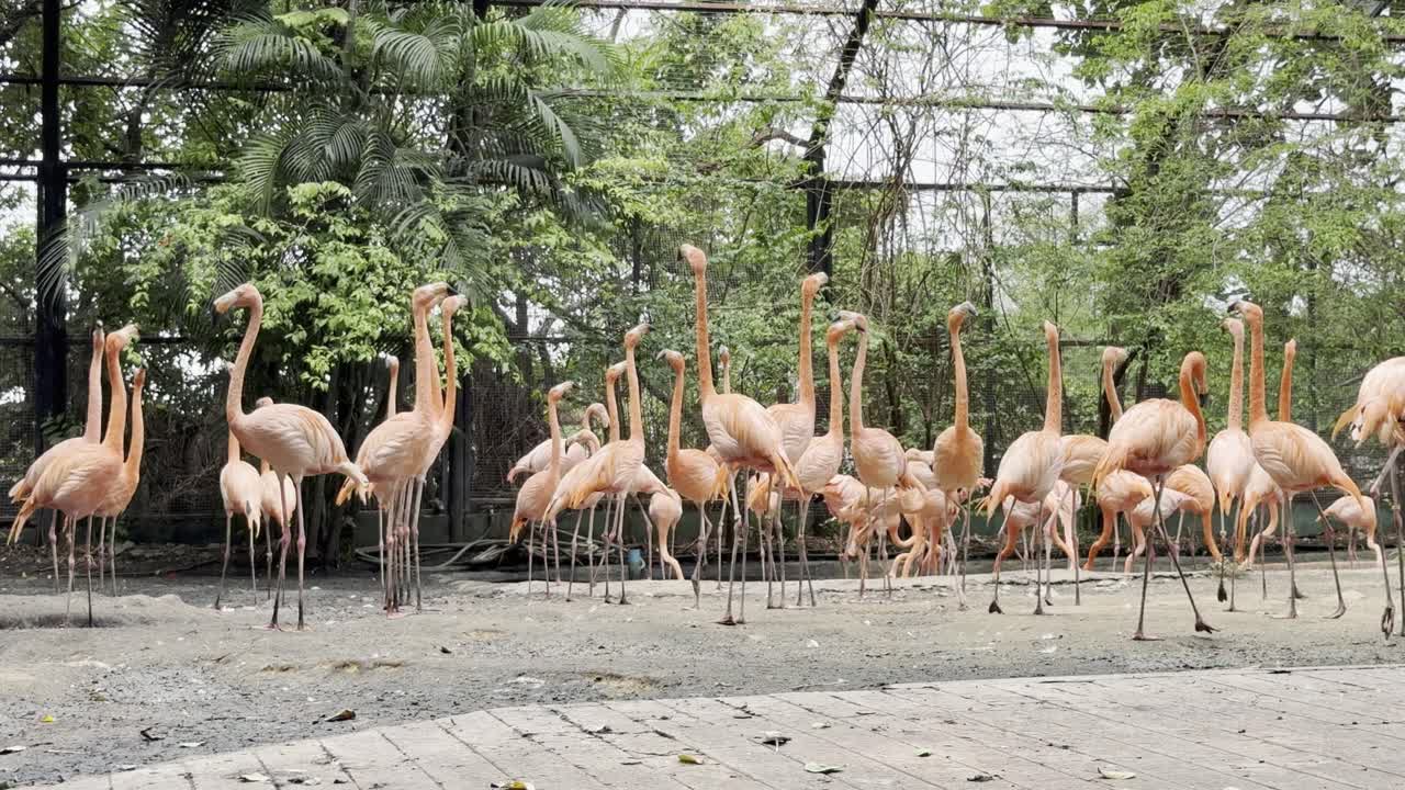 the group of American_Flamingo birds