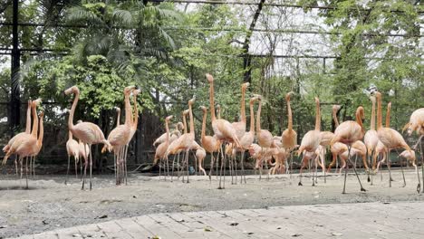 the group of american_flamingo birds