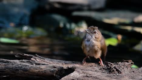 The-Abbot’s-Babbler-is-found-in-the-Himalayas-to-South-Asia-and-the-Southeast-Asia