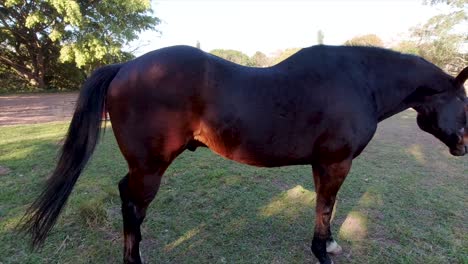 los caballos se pueden ver vagando, jugando y pastando en un amplio corral rodeado de exuberante vegetación en sus establos en yellow wood park durban