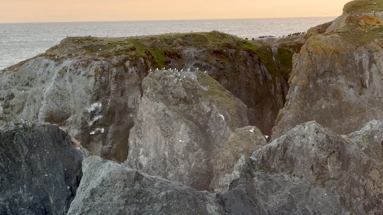 Seagulls and other birds nesting on sea stacks at the Oregon Coast, zoom in shot.