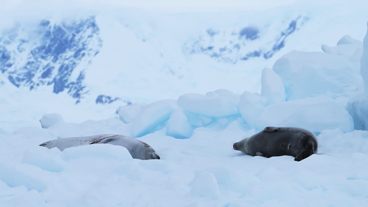 남극의 얼음 위에 고 있는 해파리