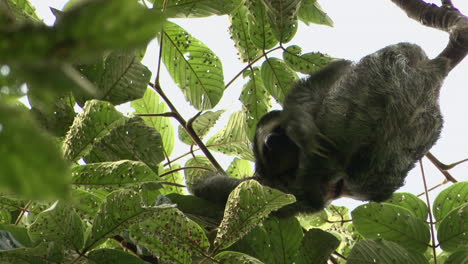 pale-throated sloth or three-toed sloth male, scratching his back while hanging in tree