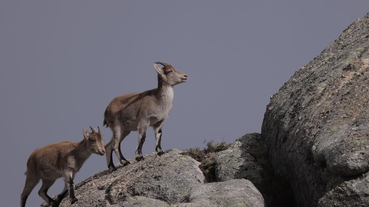 Stambecco iberico (Capra pyrenaica) tra le montagne di granito