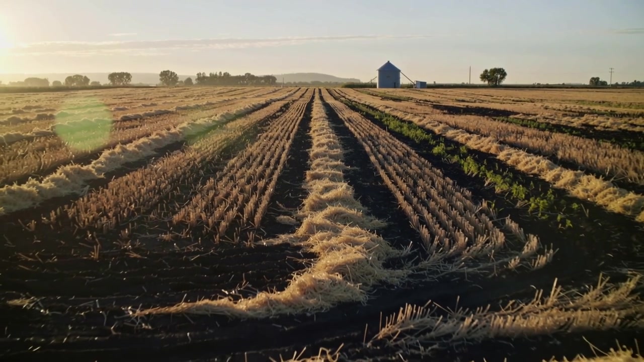 Dollying camera forward over central furrow on farm, revealing windrows, stubble, silo, lens flare