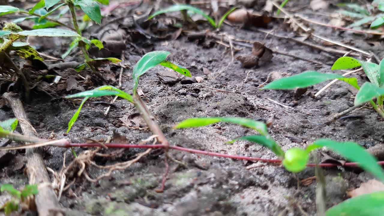 hormigas negras ocupadas corriendo por el suelo de tierra en la naturaleza