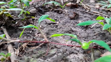 busy black ants running across the dirt floor in the wild