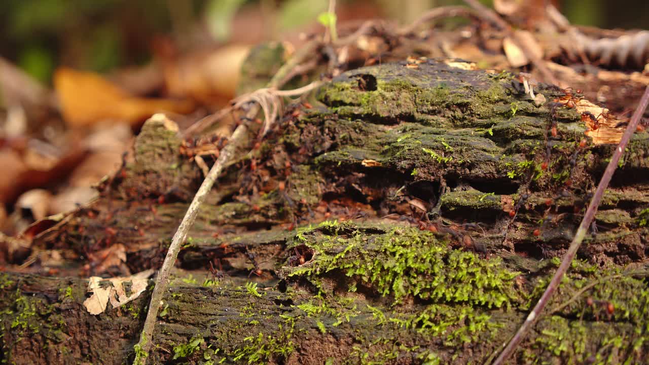 A fiery trail of army ants moves together, scouting the jungle floor for prey in Peru’s Amazon rainforest.